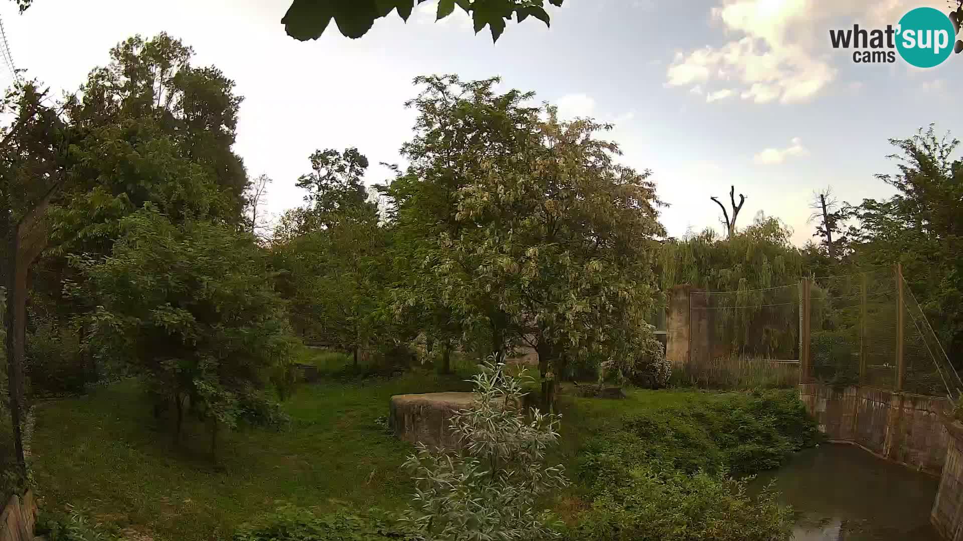 Zoo Zagreb – Lavovi