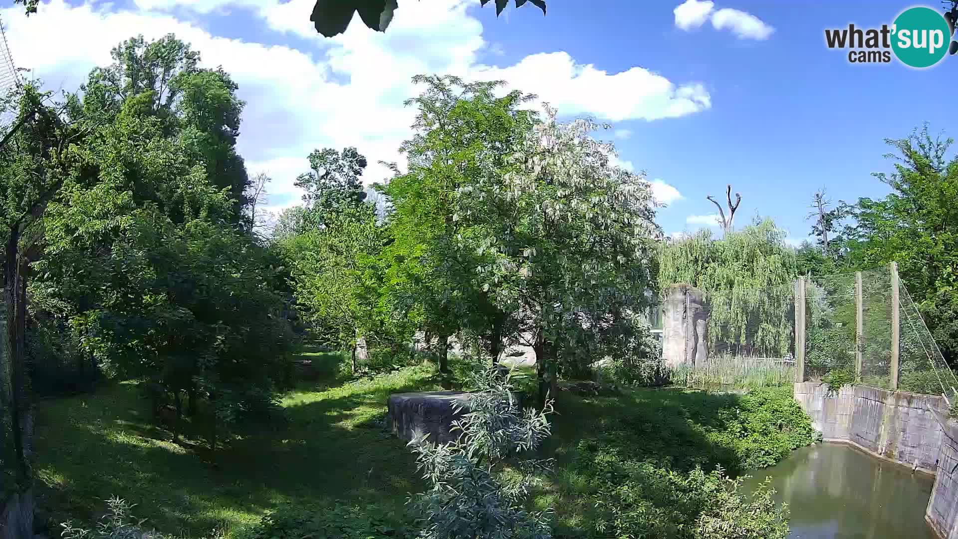 Zoo Zagreb – Löwen