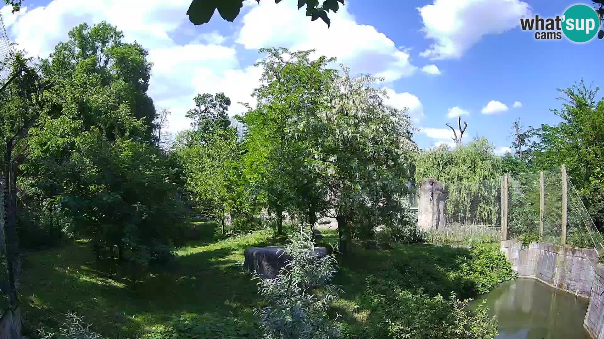 Zoo Zagreb – Lion