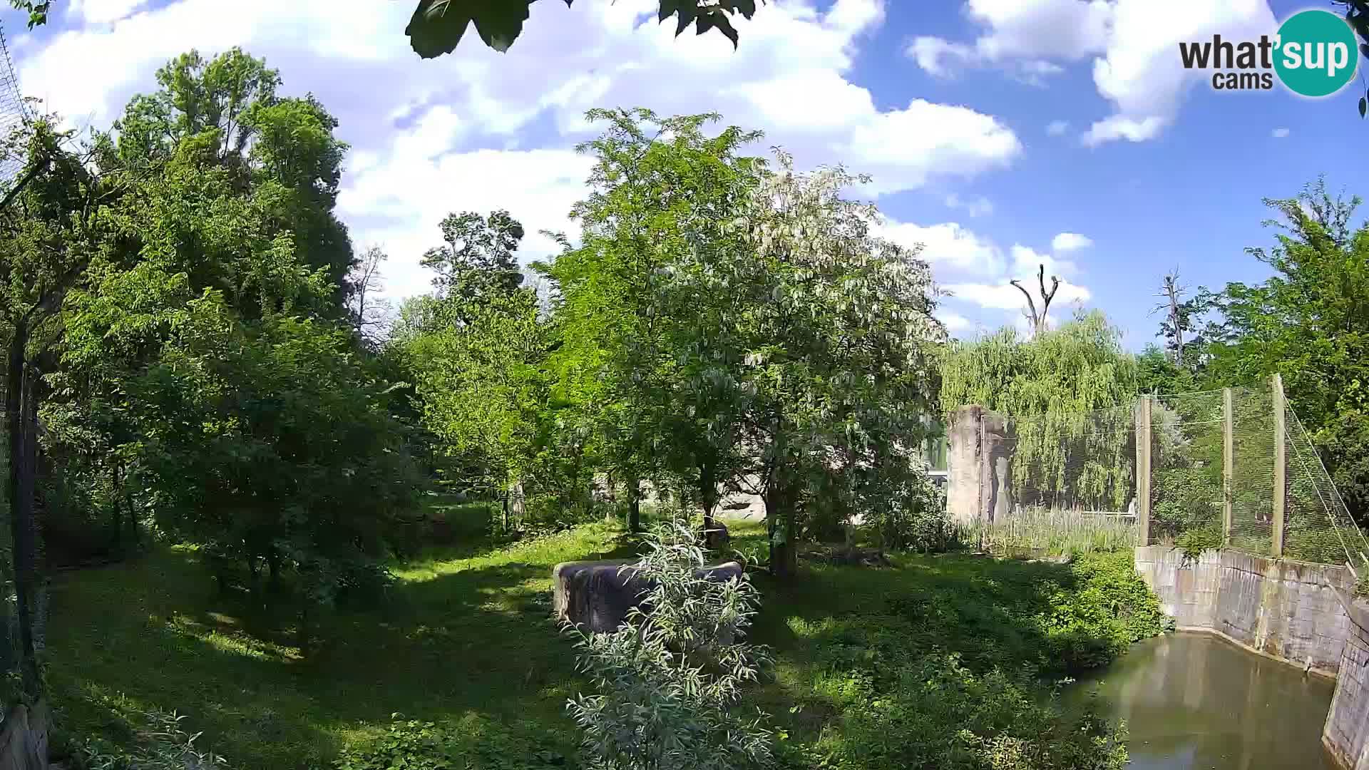 Zoo Zagreb – Lion