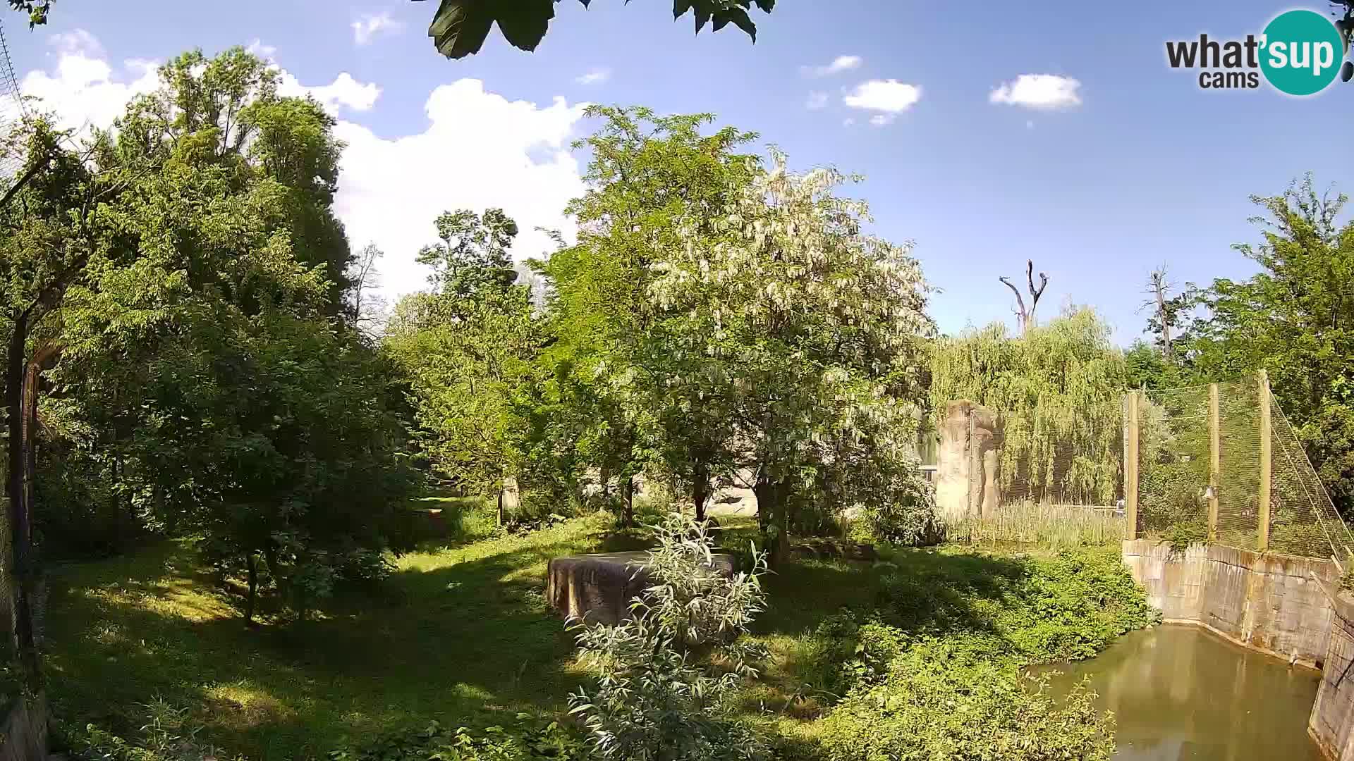 Spletna kamera Zoo Zagreb – Levi