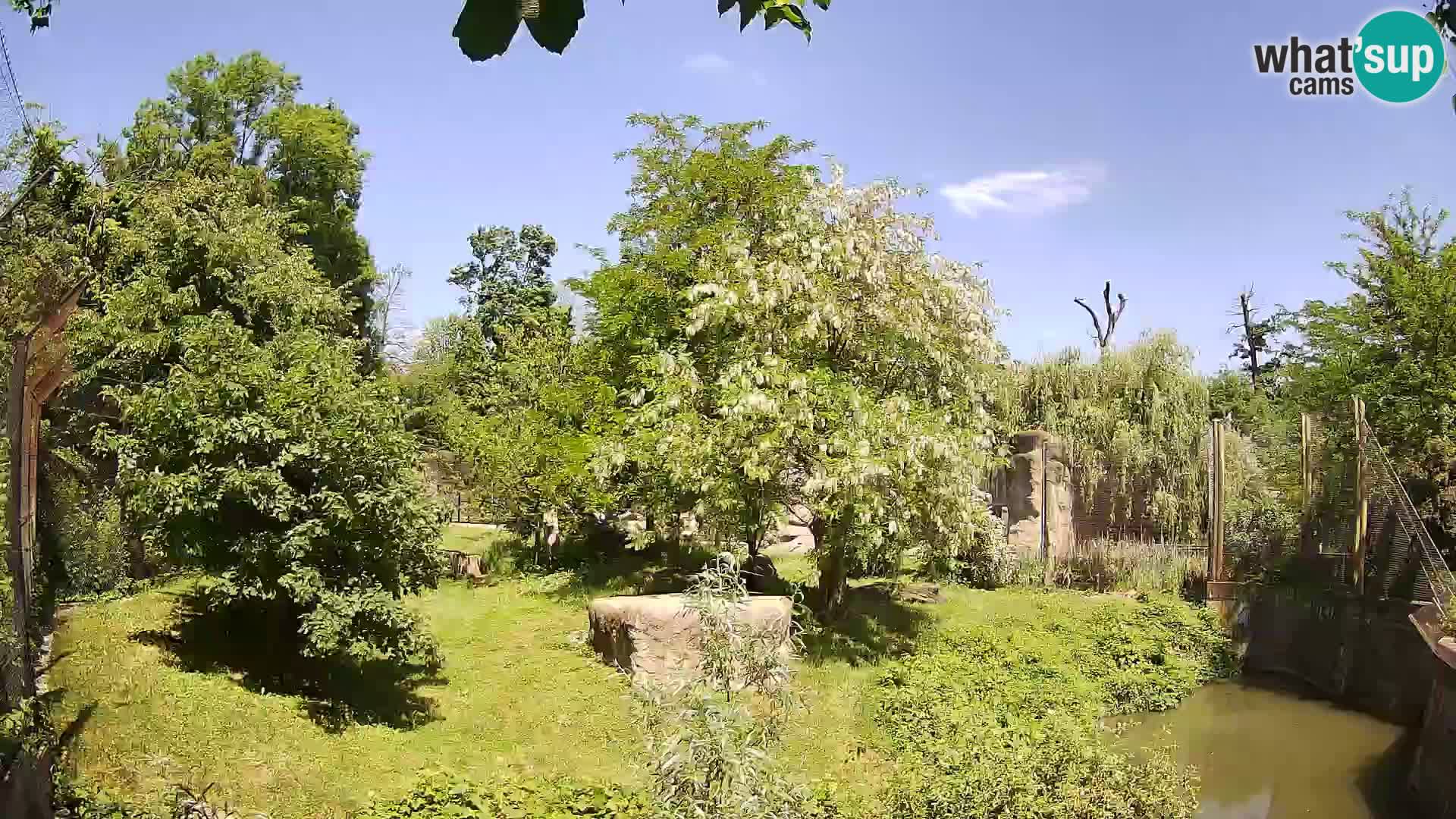 Zoo Zagreb – Lion