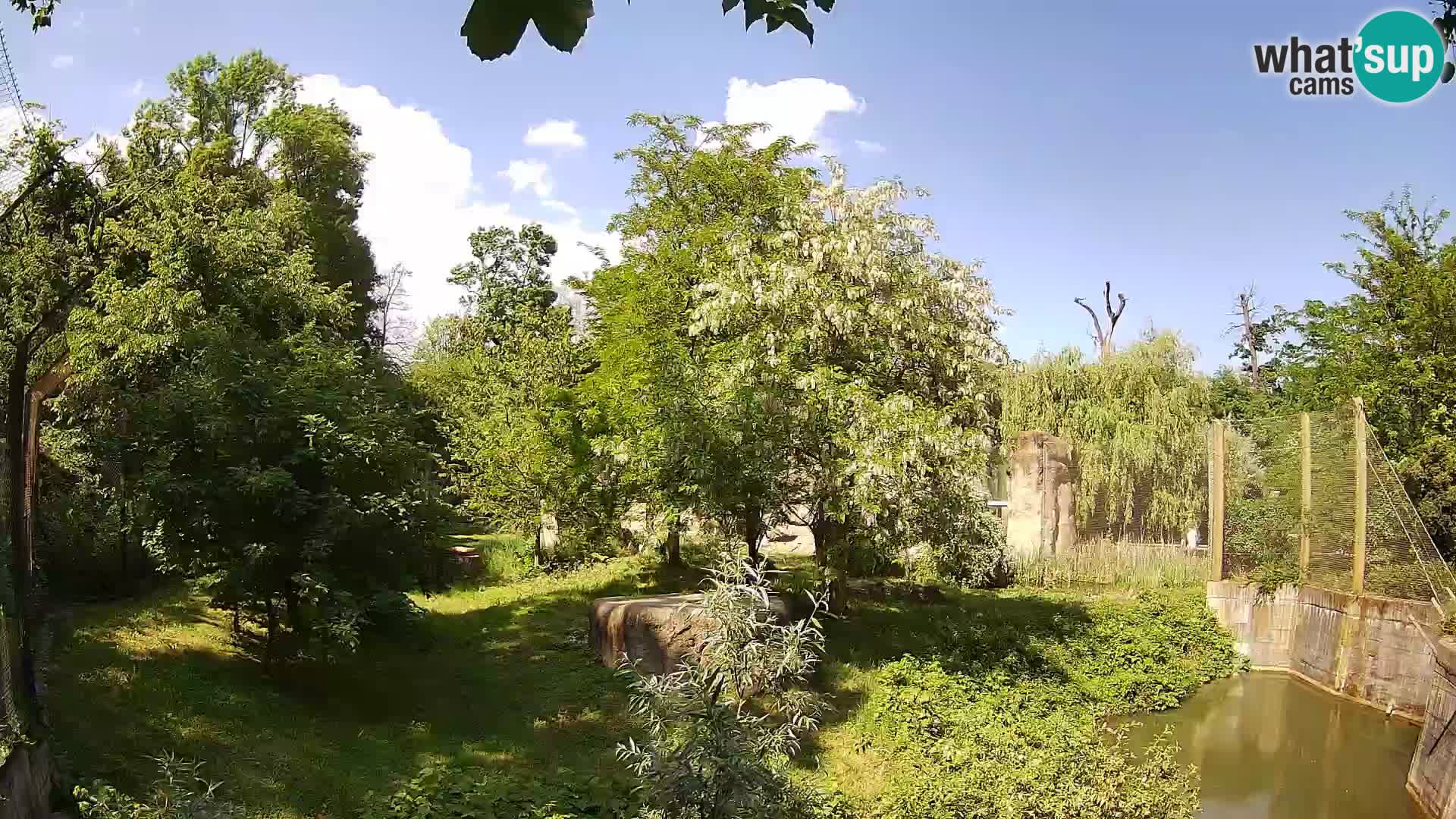 Zoo Zagreb – Lion