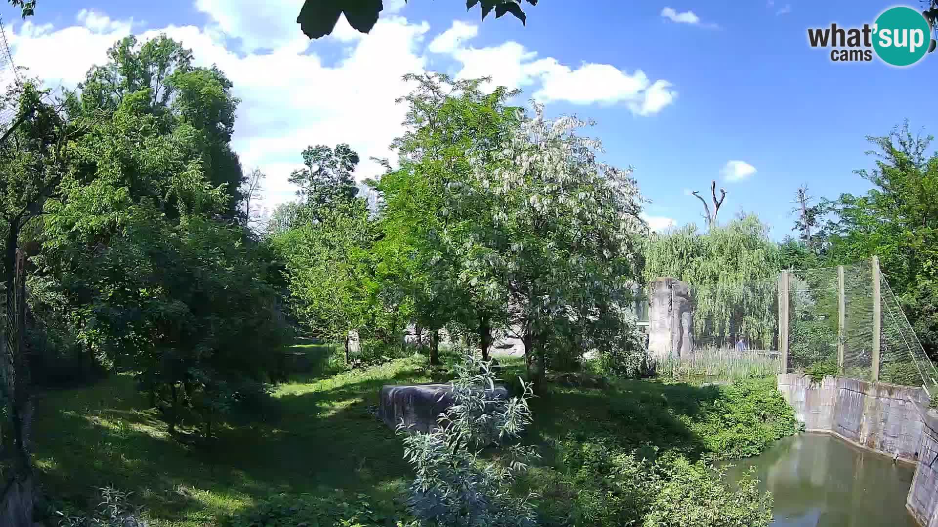 Zoo Zagreb – Lion