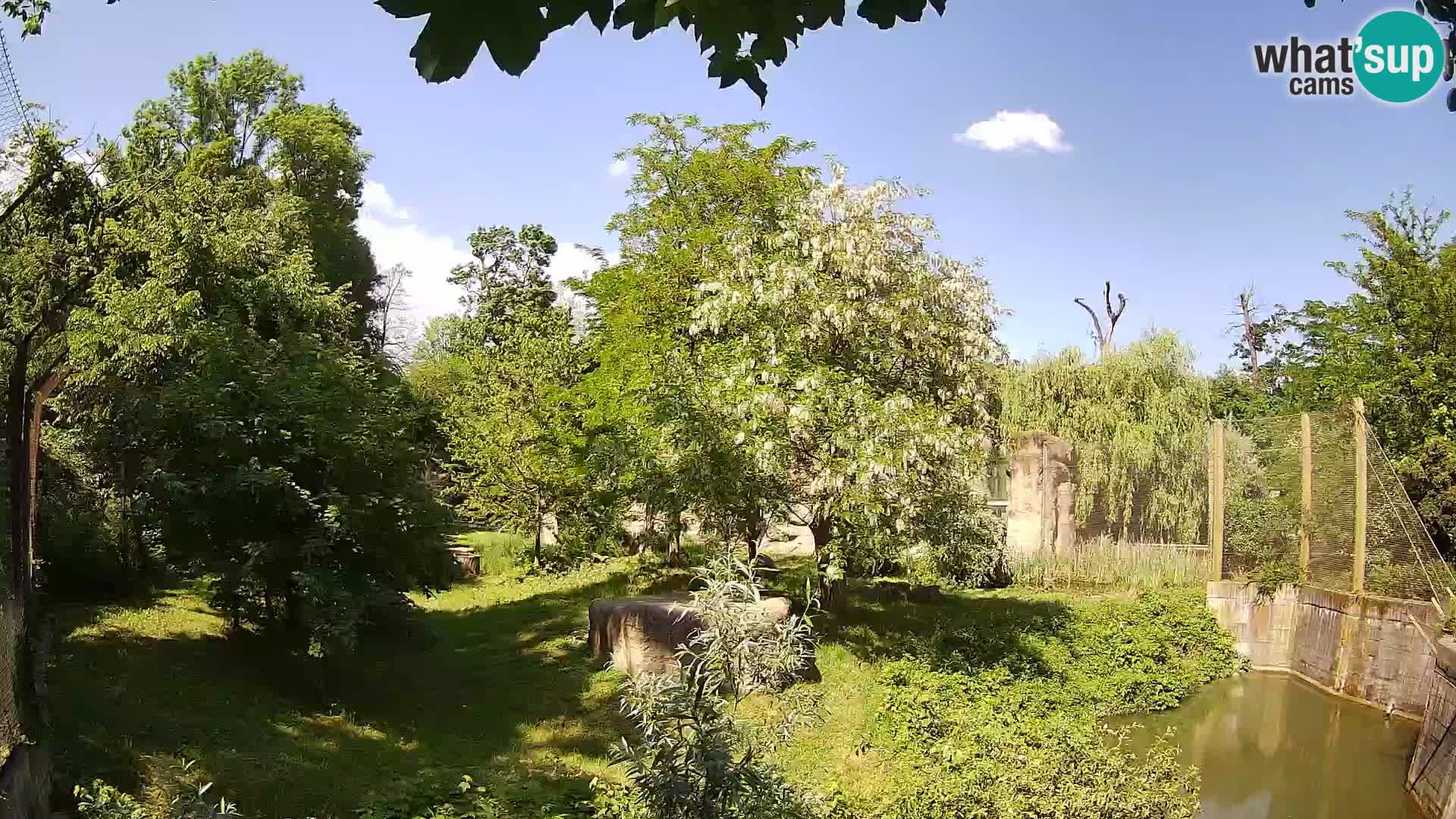 Zoo Zagreb – Lavovi
