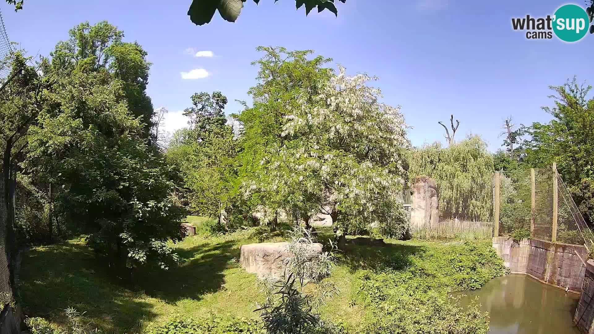 Zoo Zagreb – Löwen