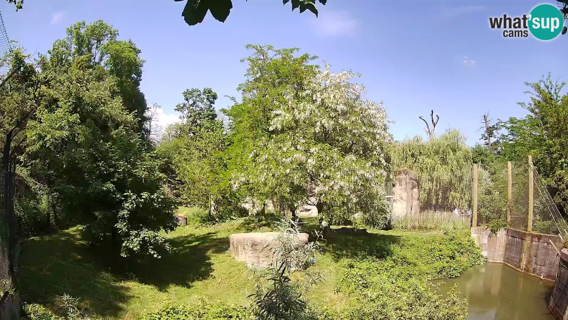 Zoo Zagreb – Lavovi