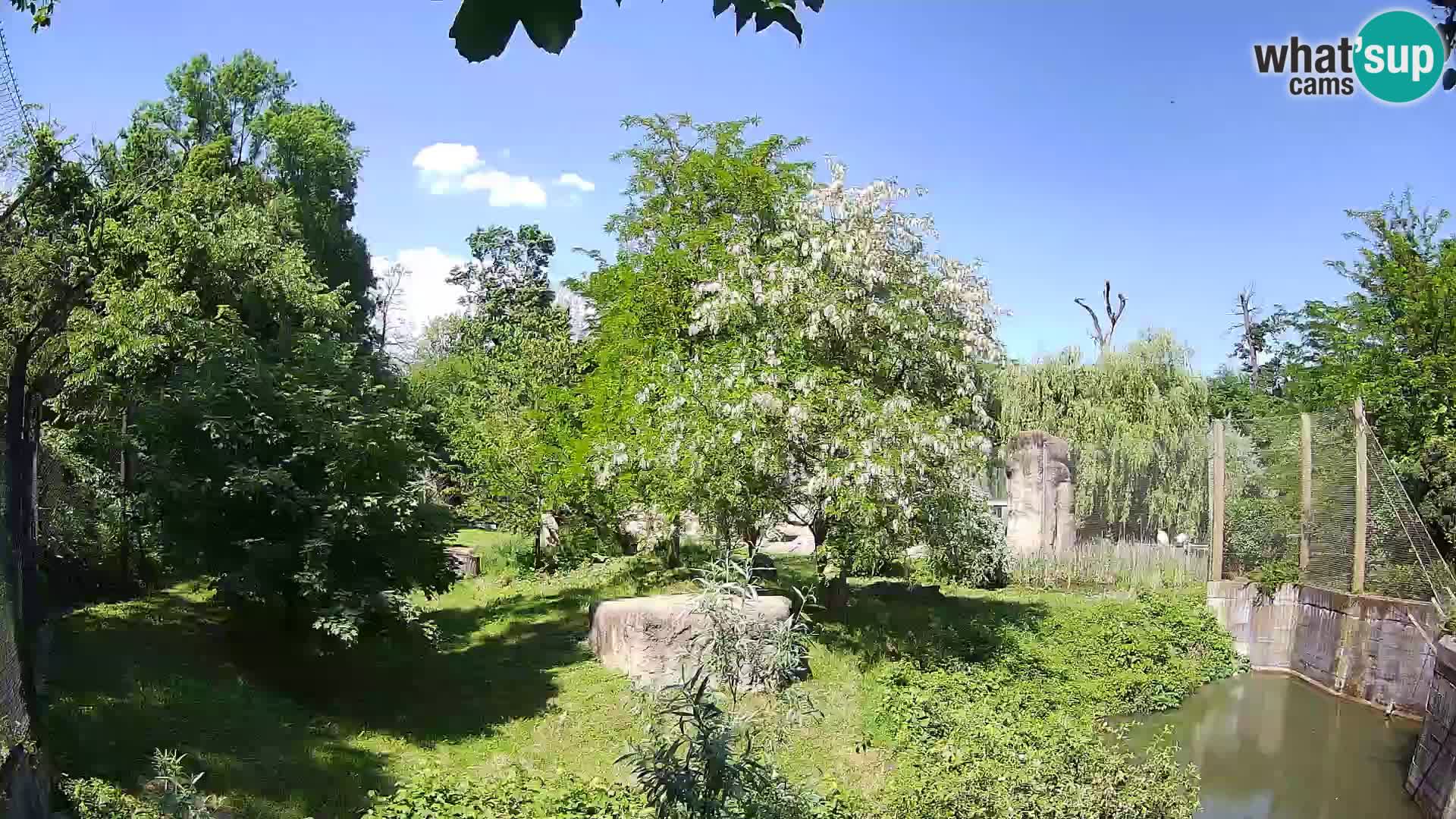 Zoo Zagreb – Lion