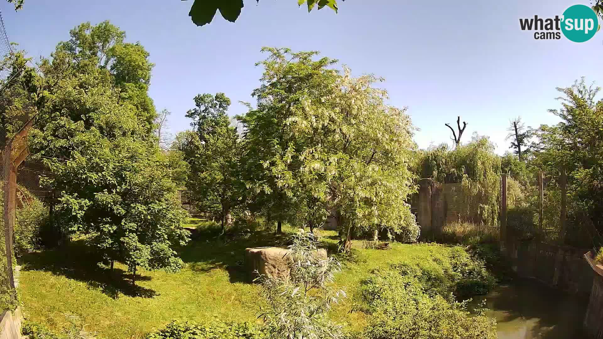 Spletna kamera Zoo Zagreb – Levi