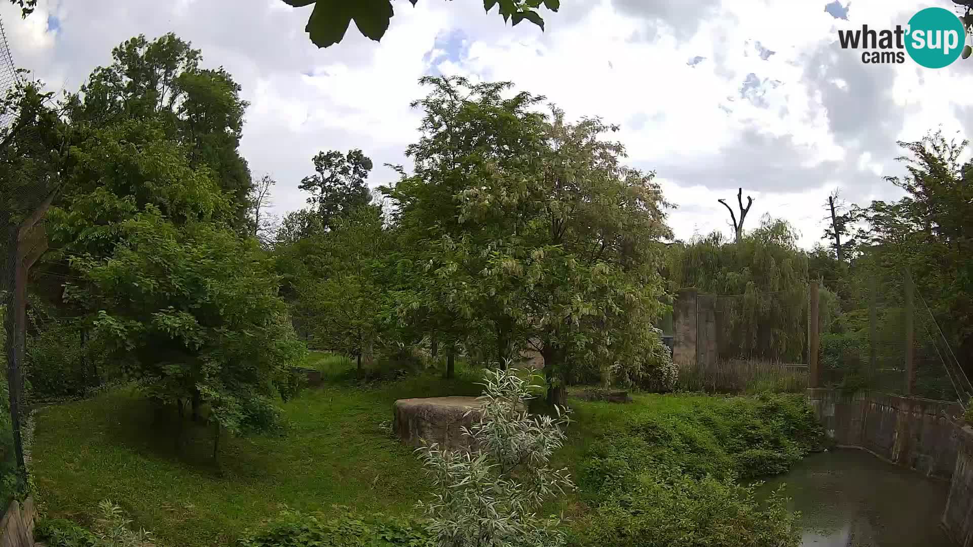 Zoo Zagreb – Lion