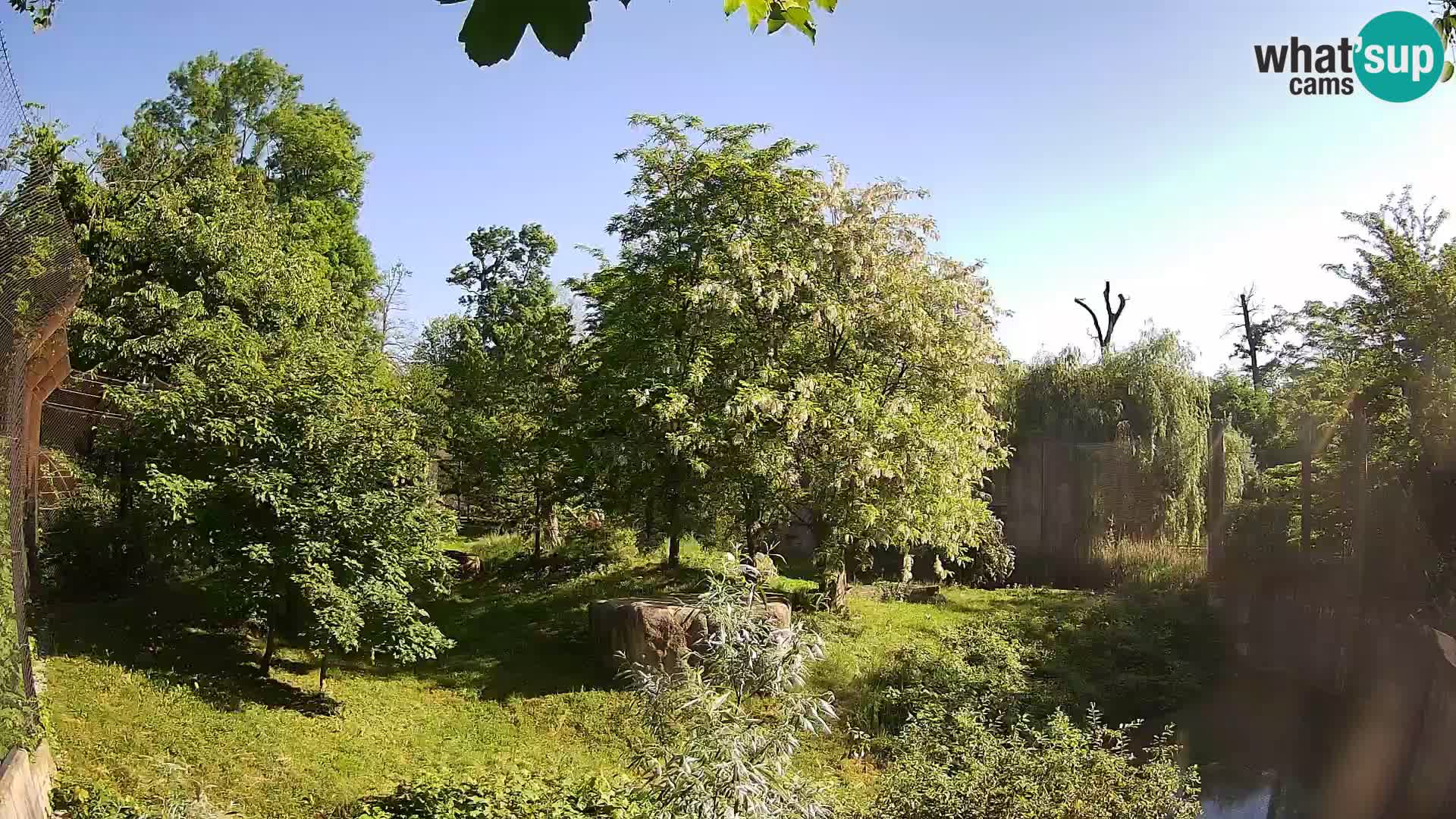 Spletna kamera Zoo Zagreb – Levi