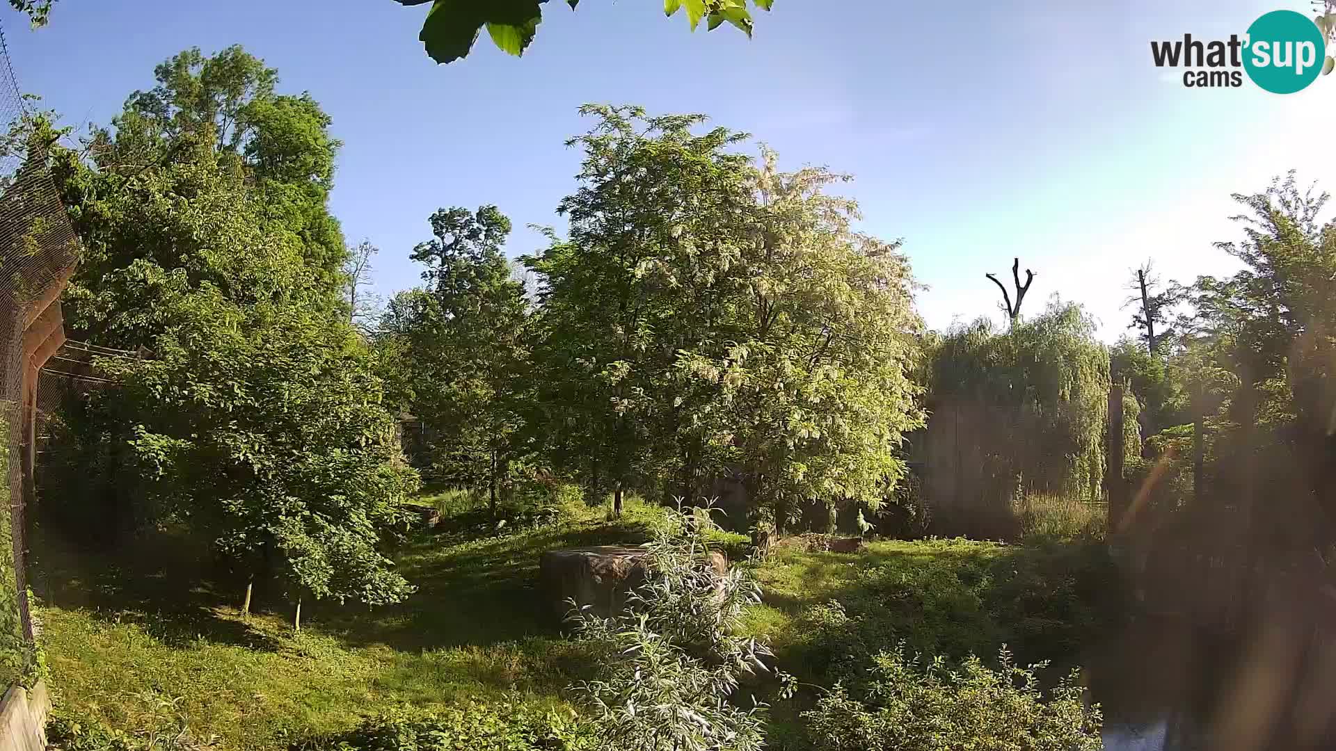 Spletna kamera Zoo Zagreb – Levi
