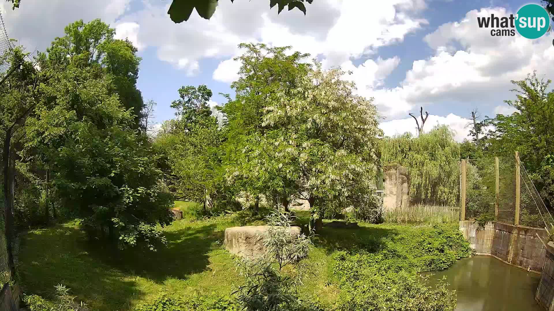 Zoo Zagreb – Lion