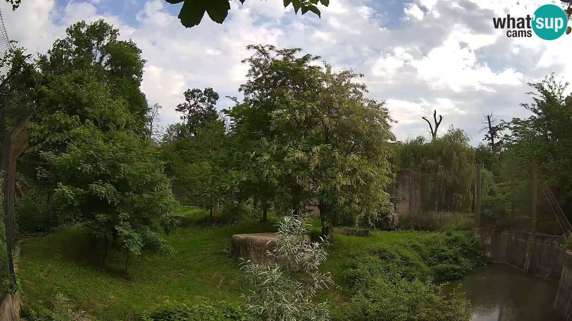 Zoo Zagreb – Lion