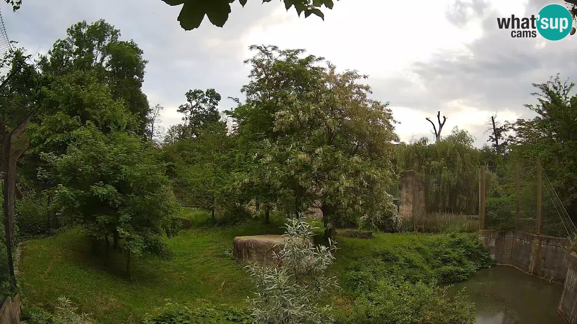 Zoo Zagreb – Lavovi