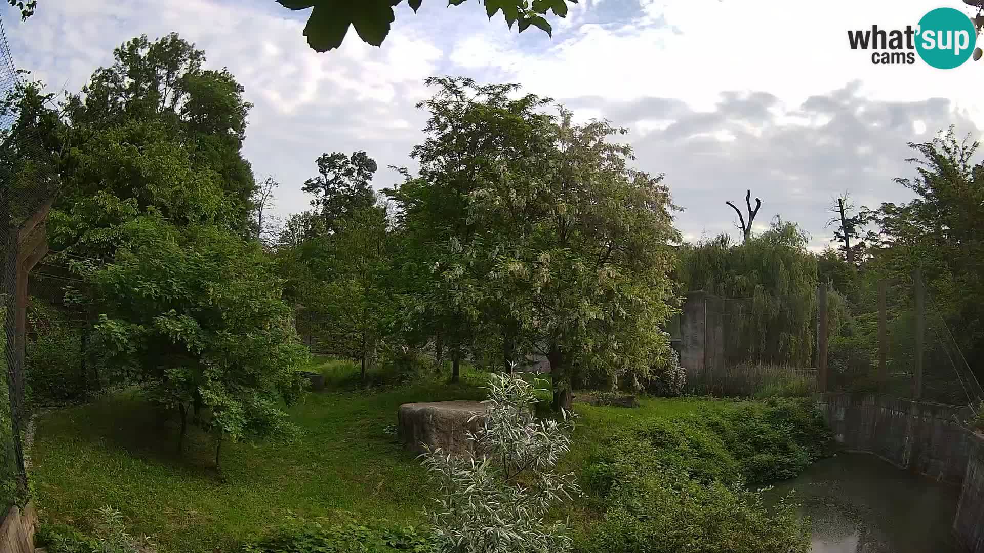 Spletna kamera Zoo Zagreb – Levi
