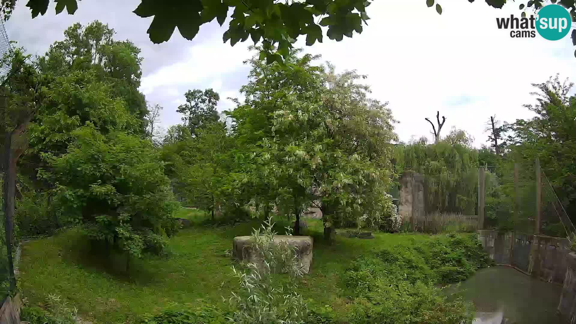 Zoo Zagreb – Leones