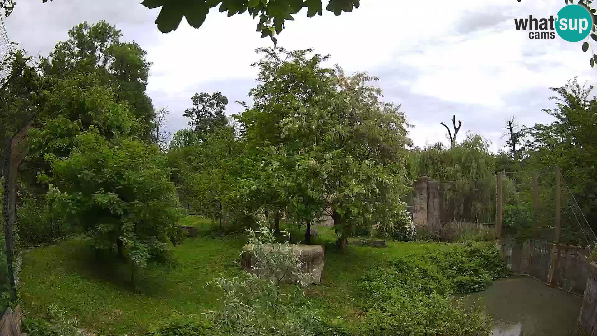Spletna kamera Zoo Zagreb – Levi