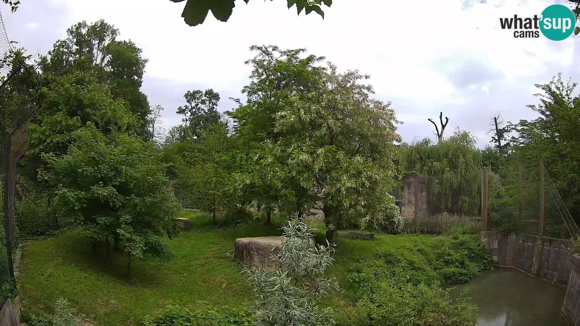 Spletna kamera Zoo Zagreb – Levi
