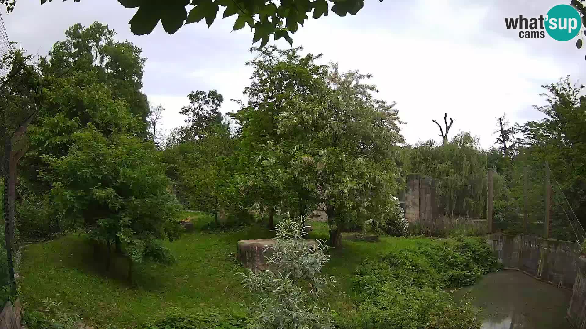 Spletna kamera Zoo Zagreb – Levi