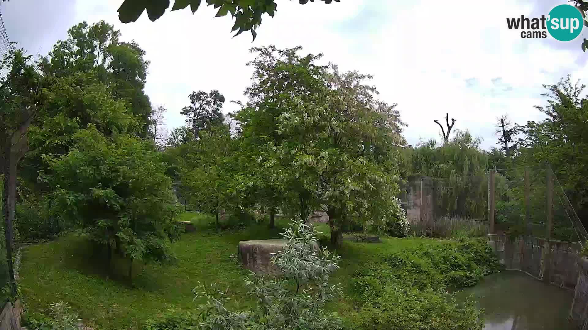 Zoo Zagreb – Löwen