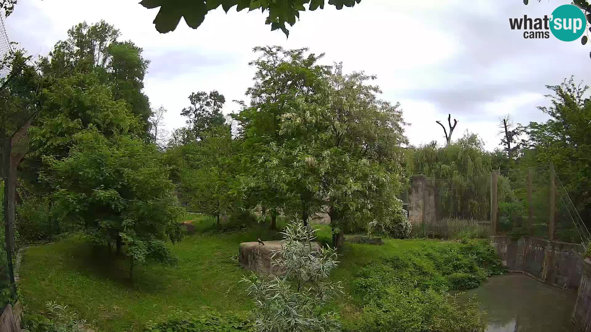 Zoo Zagreb – Lion