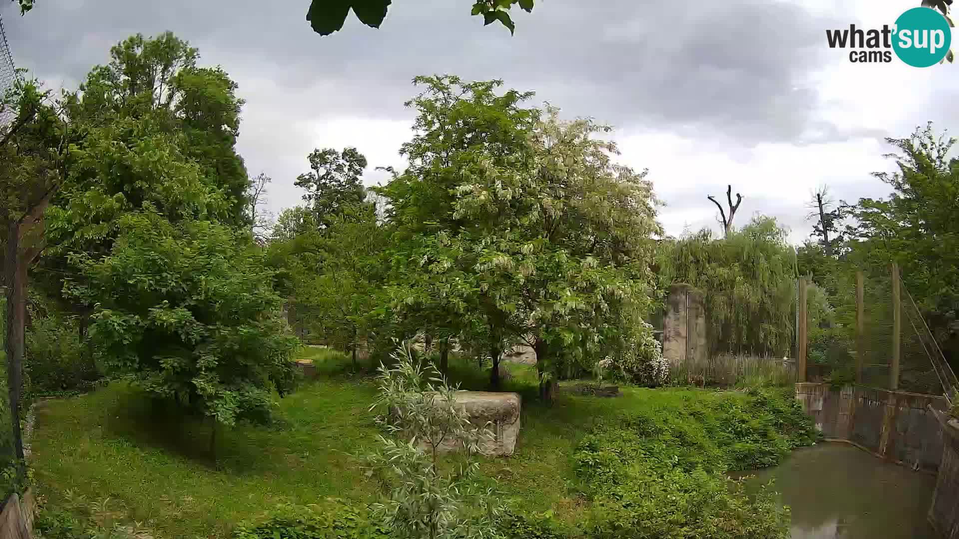 Spletna kamera Zoo Zagreb – Levi