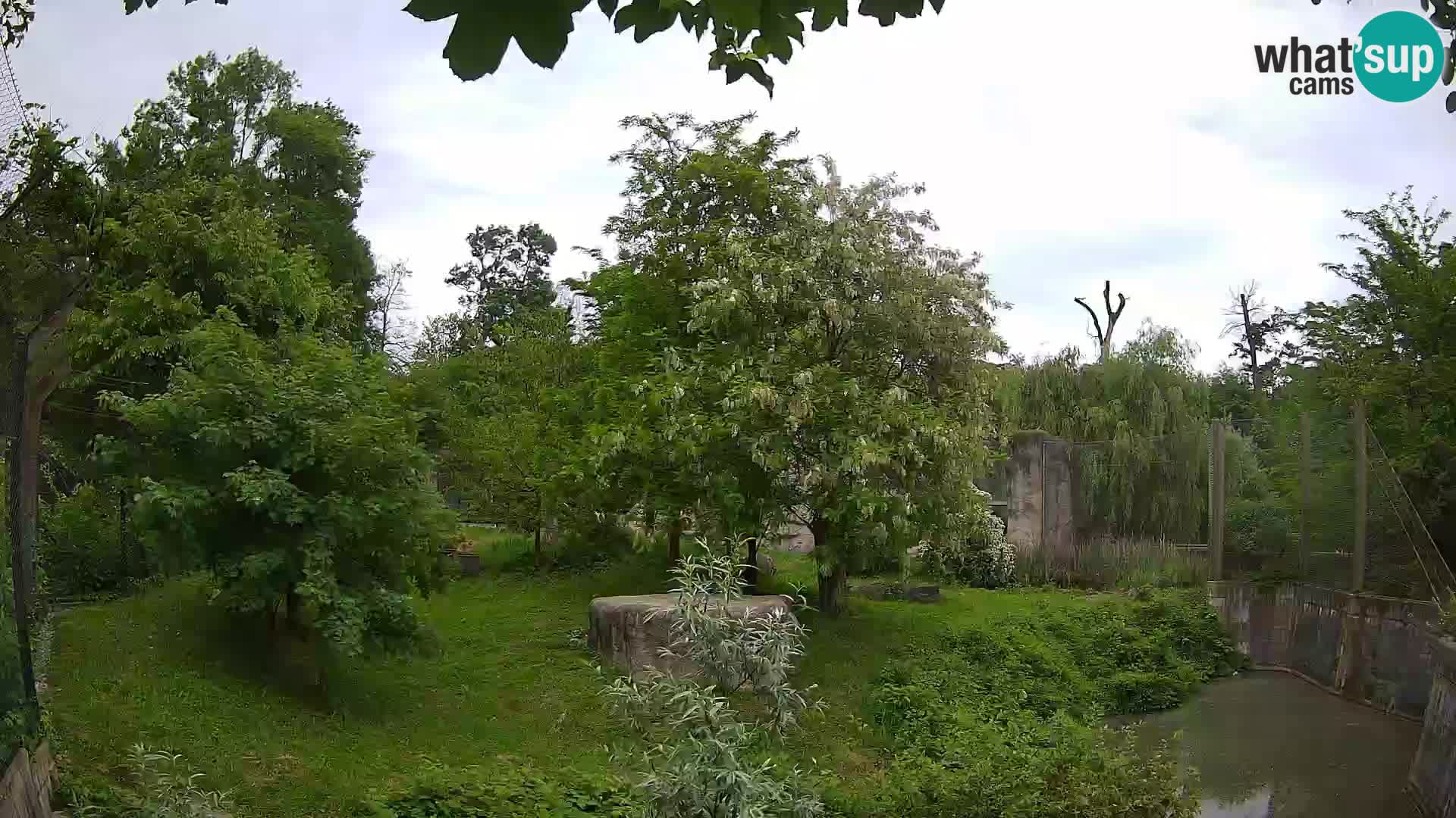 Spletna kamera Zoo Zagreb – Levi
