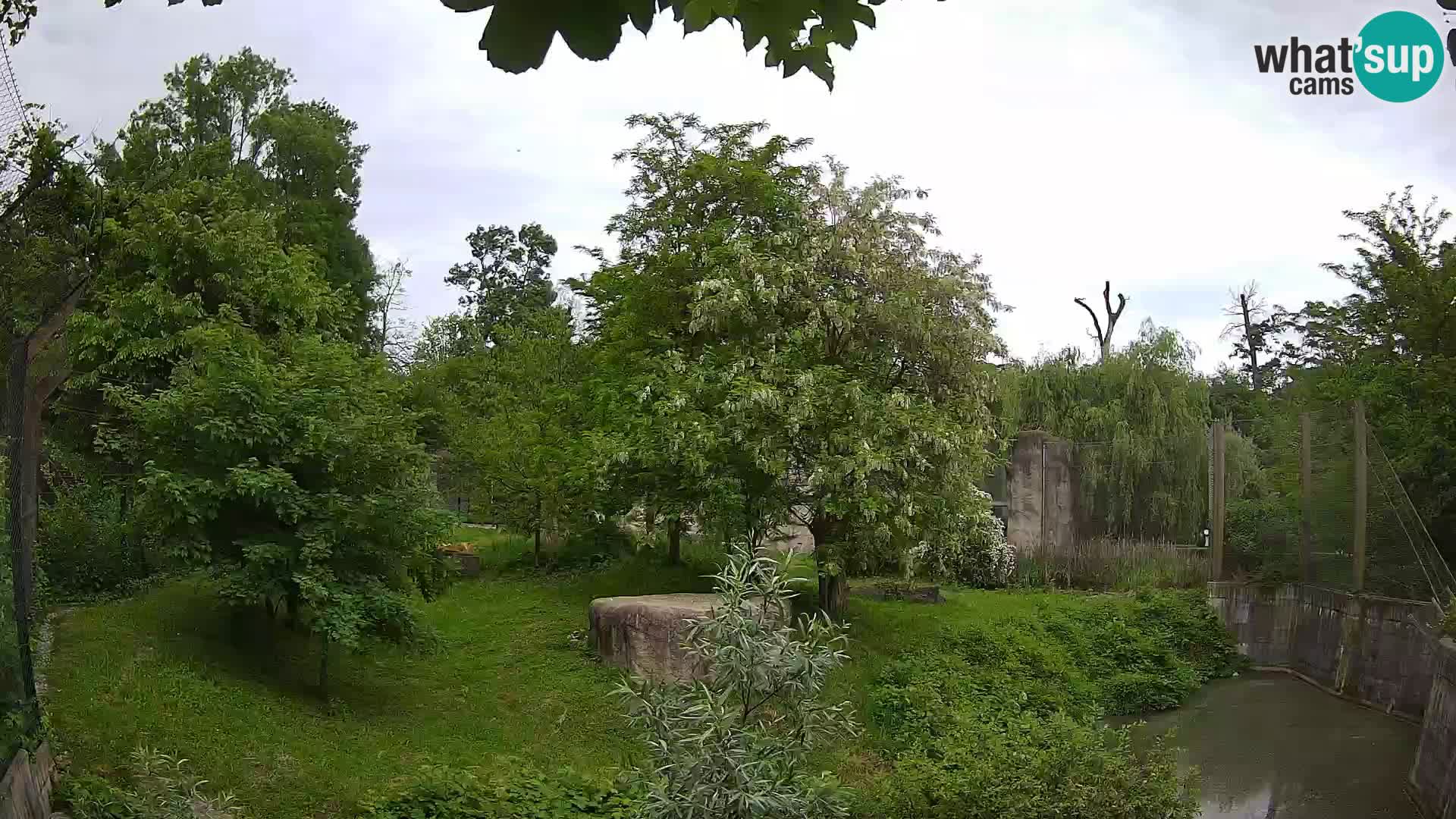 Zoo Zagreb – Löwen
