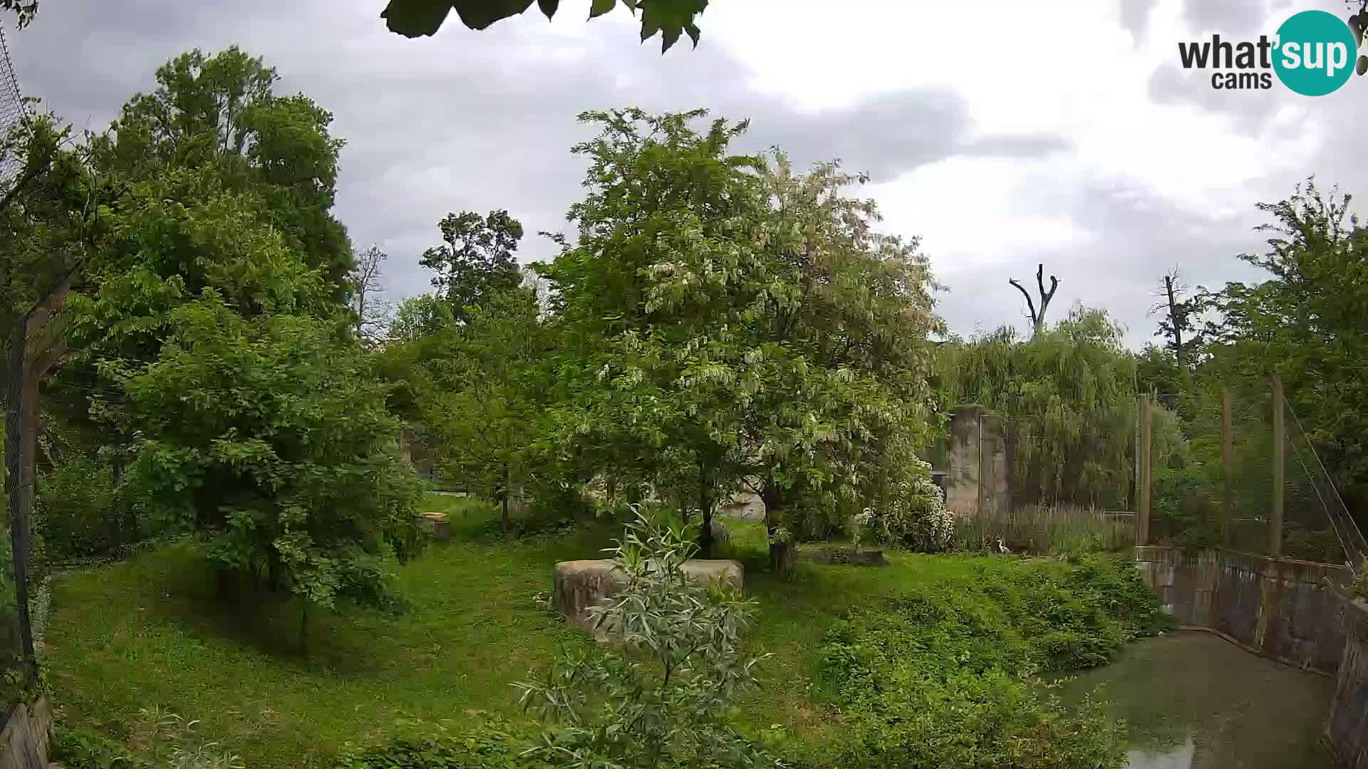 Zoo Zagreb – Lion