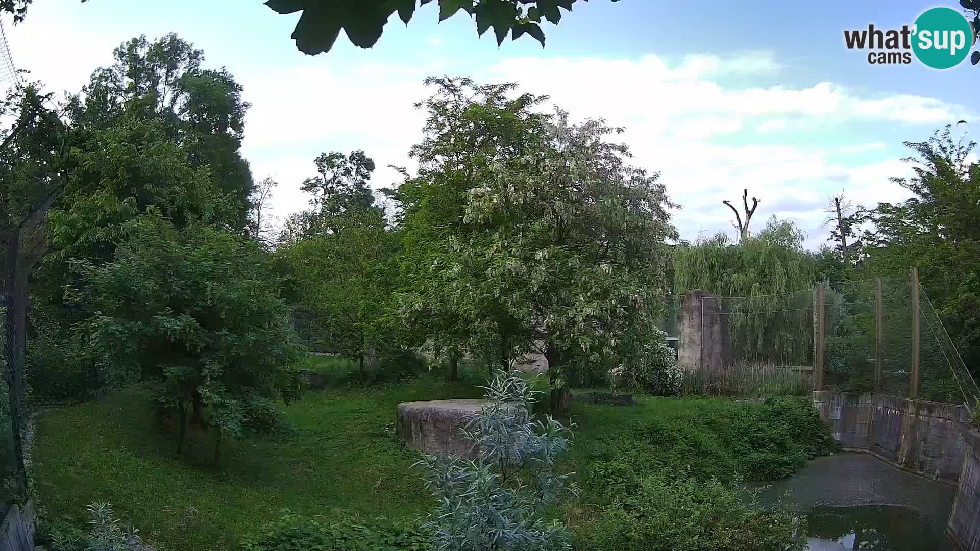 Zoo Zagreb – Lavovi