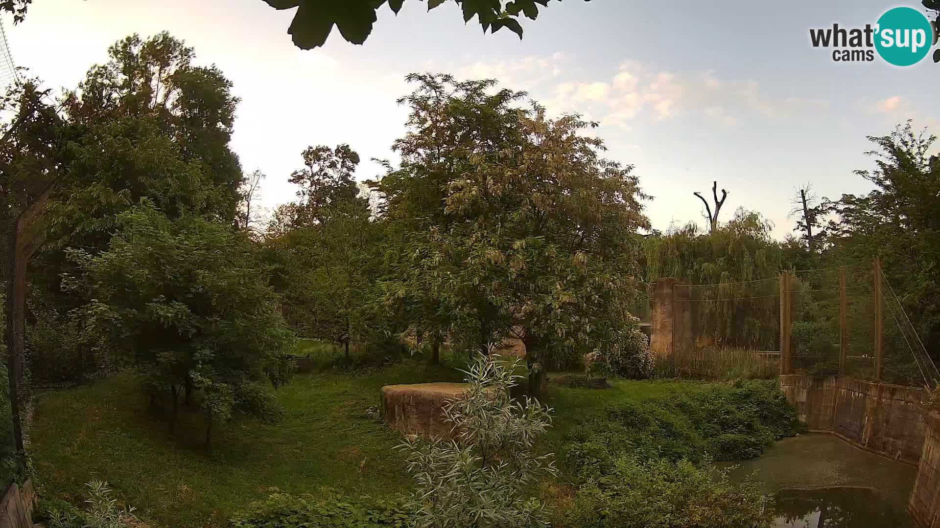 Zoo Zagreb – Leones
