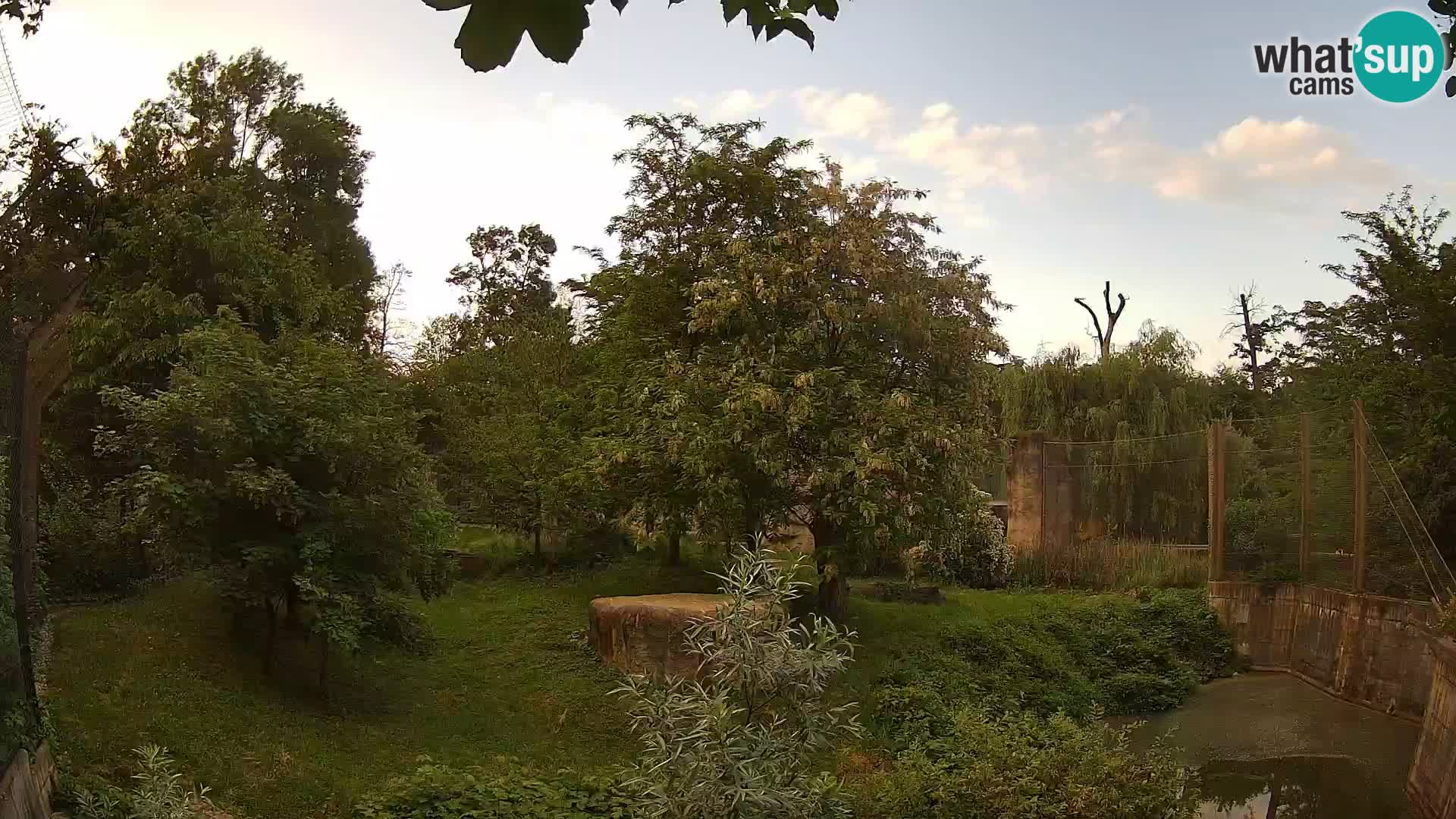 Zoo Zagreb – Lavovi