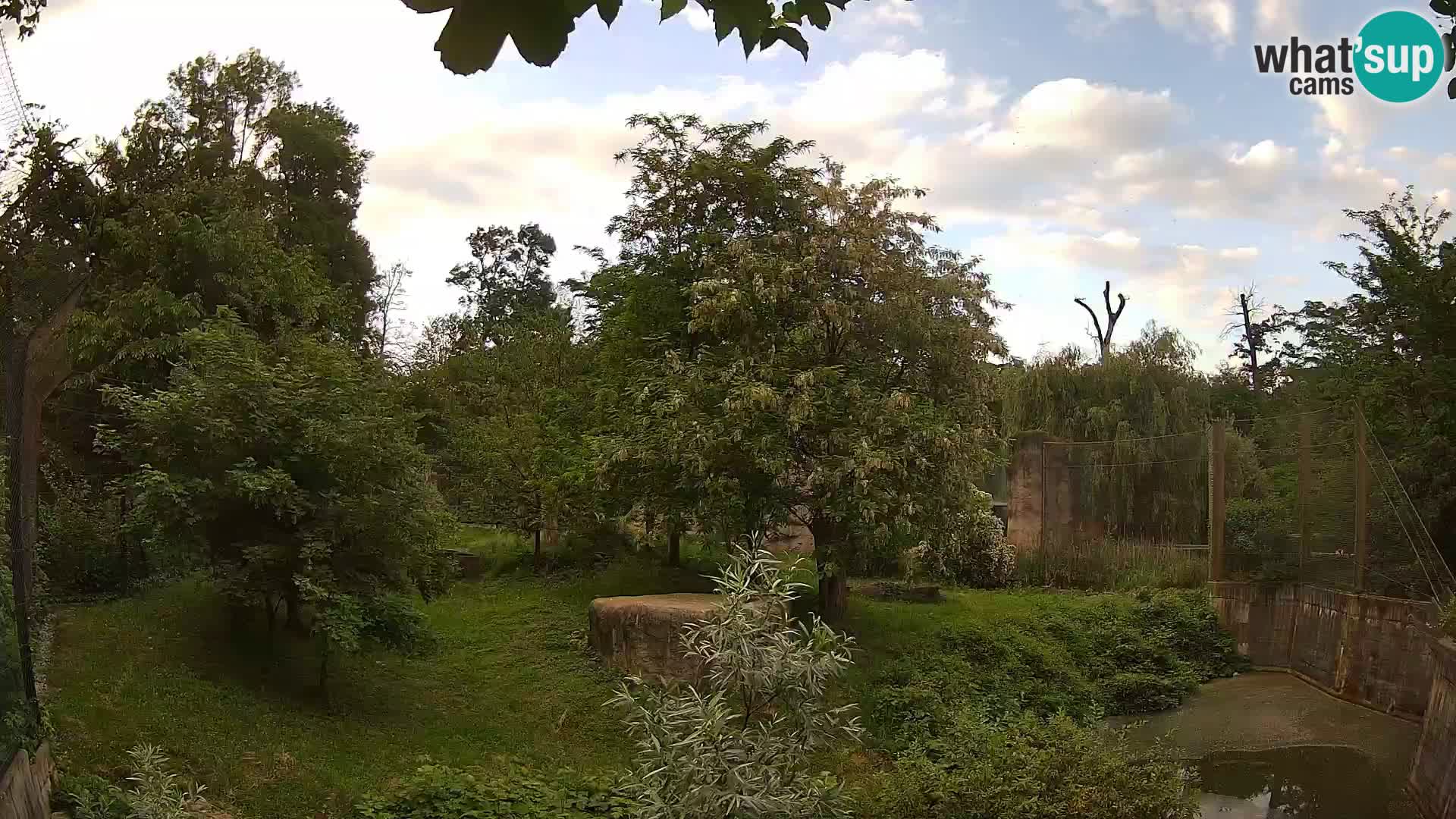 Zoo Zagreb – Lion