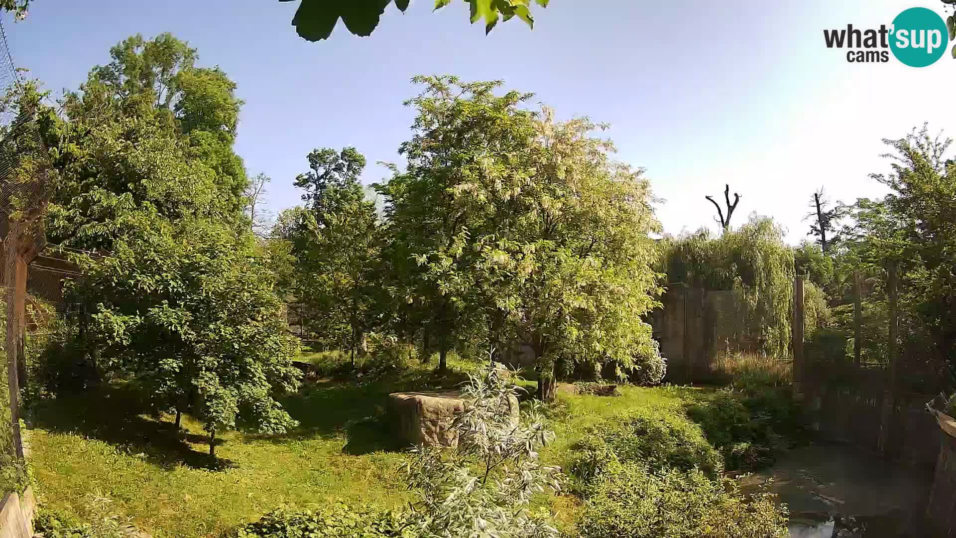 Spletna kamera Zoo Zagreb – Levi