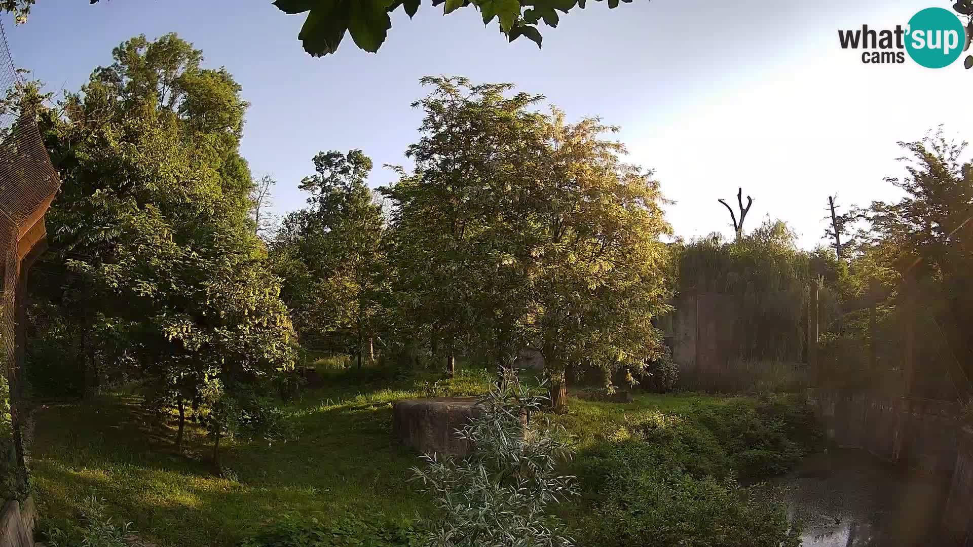 Zoo Zagreb – Lavovi