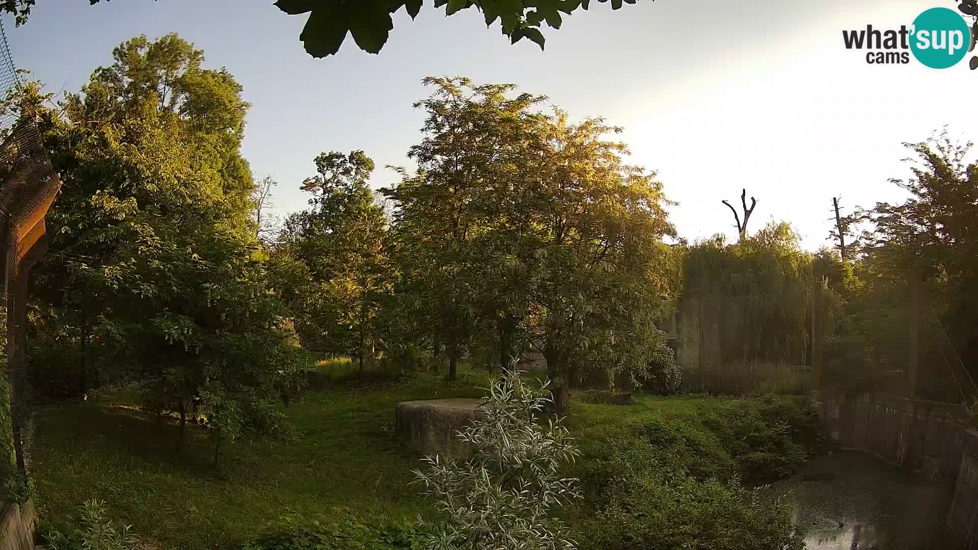 Zoo Zagreb – Lavovi