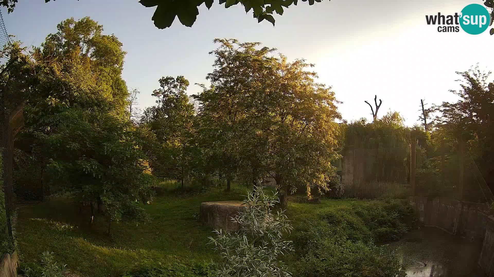 Zoo Zagreb – Lavovi