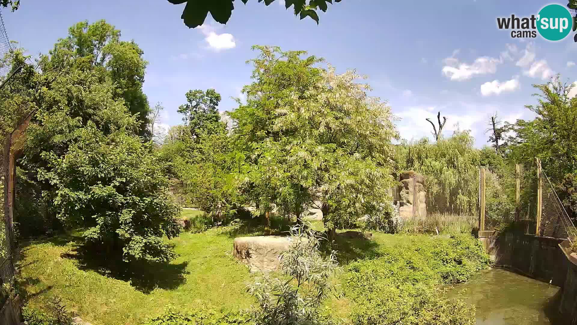 Zoo Zagreb – Lion