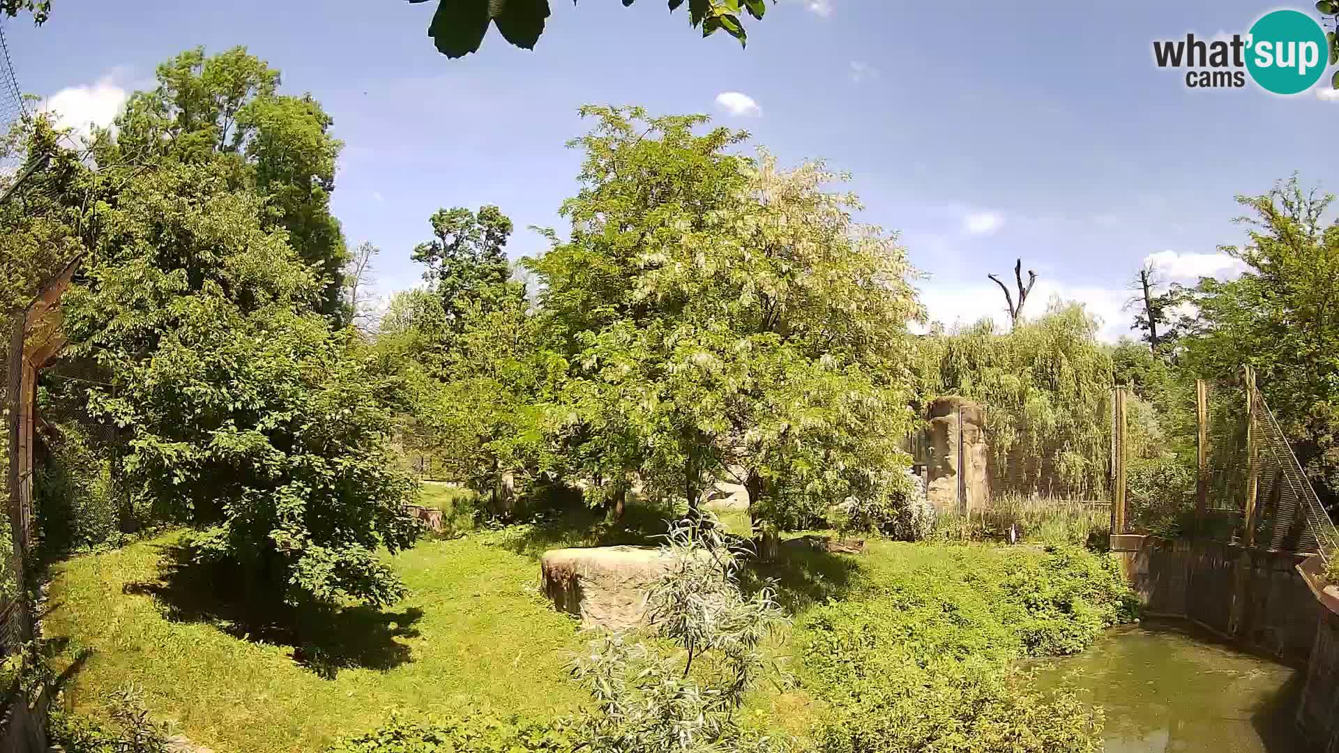 Spletna kamera Zoo Zagreb – Levi