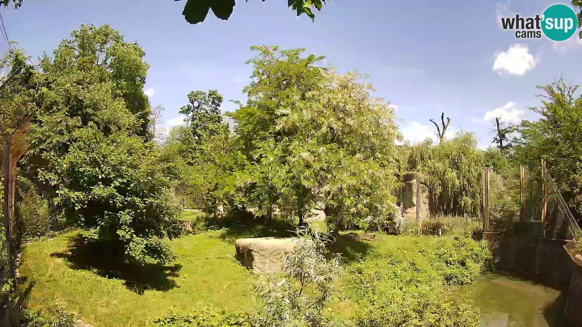 Zoo Zagreb – Lavovi
