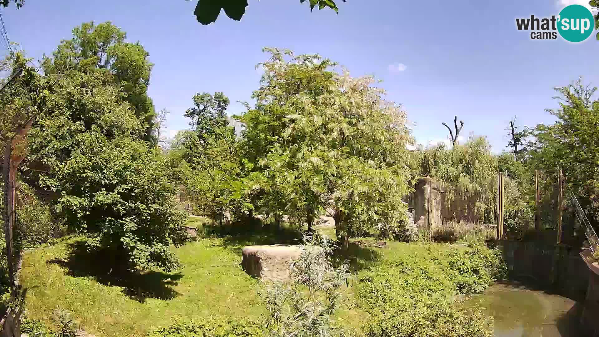 Spletna kamera Zoo Zagreb – Levi