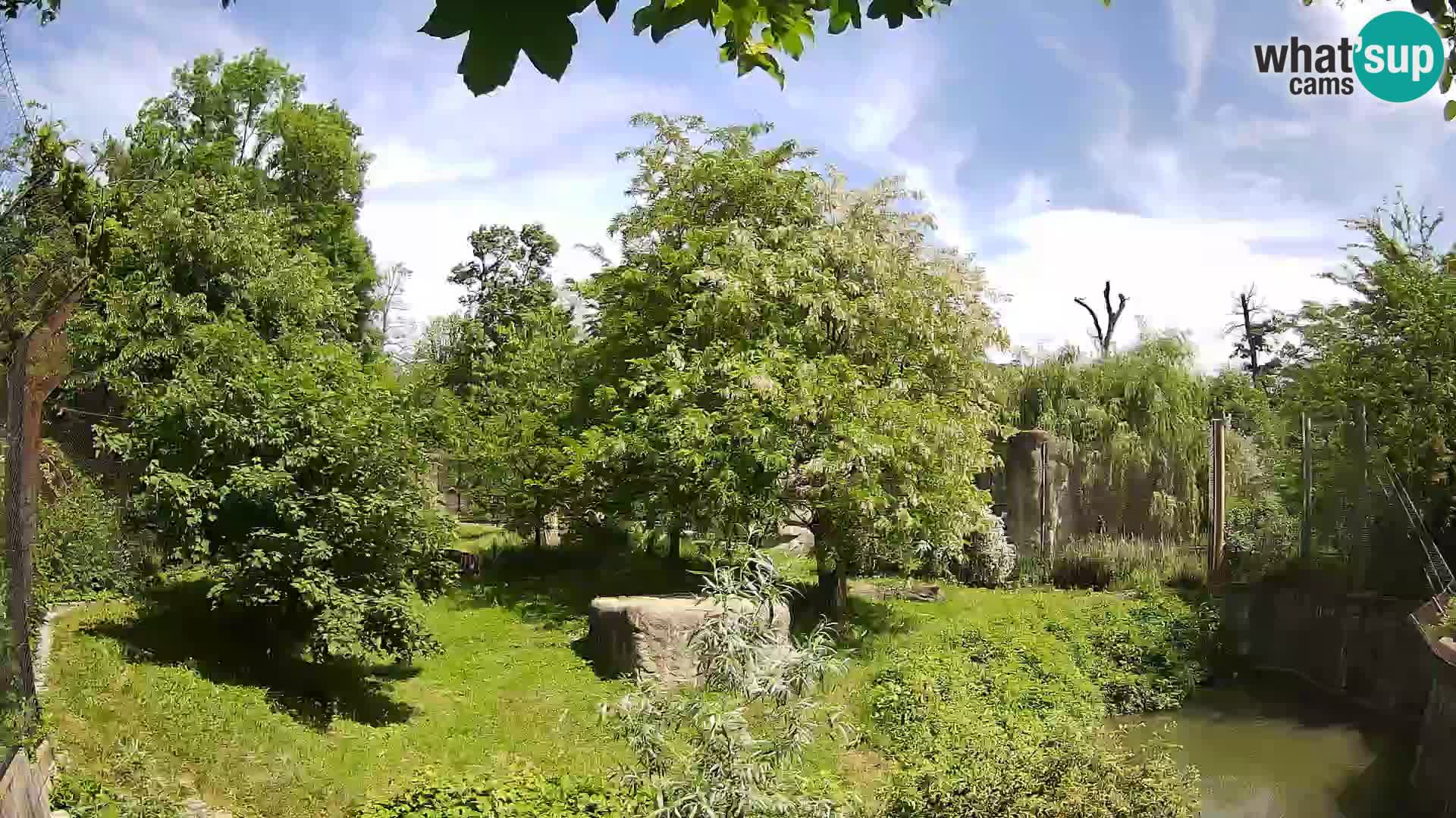 Spletna kamera Zoo Zagreb – Levi