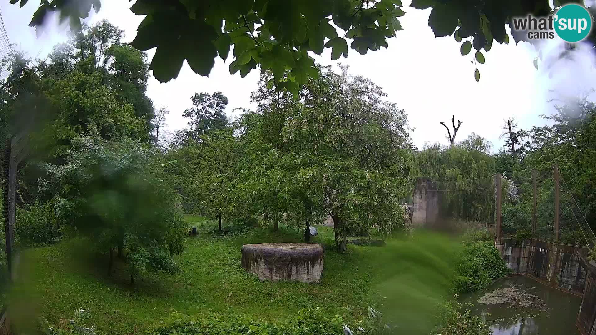 Spletna kamera Zoo Zagreb – Levi