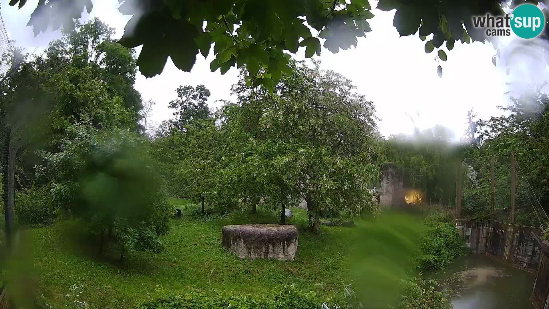 Zoo Zagreb – Lavovi