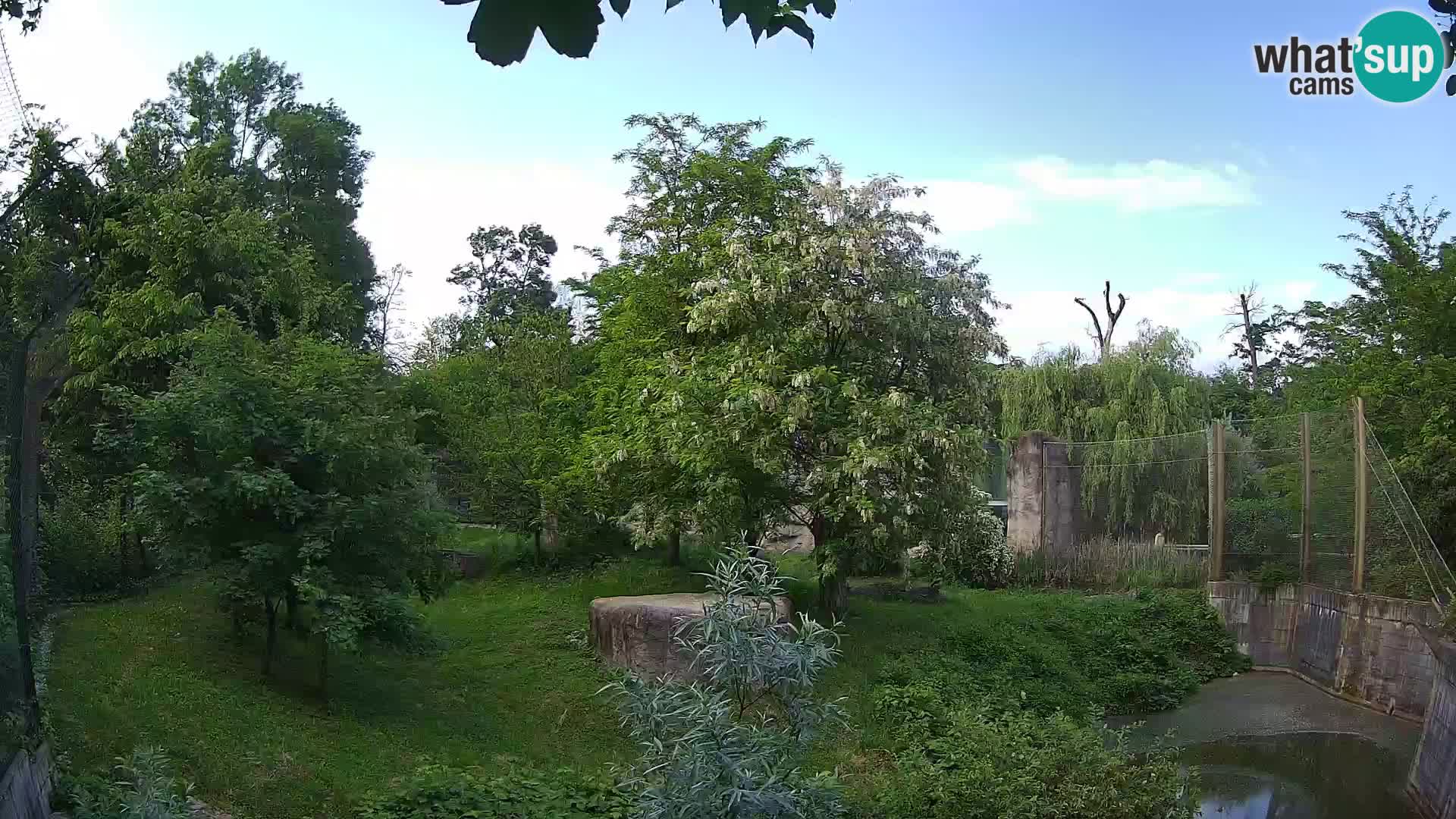 Zoo Zagreb – Lavovi
