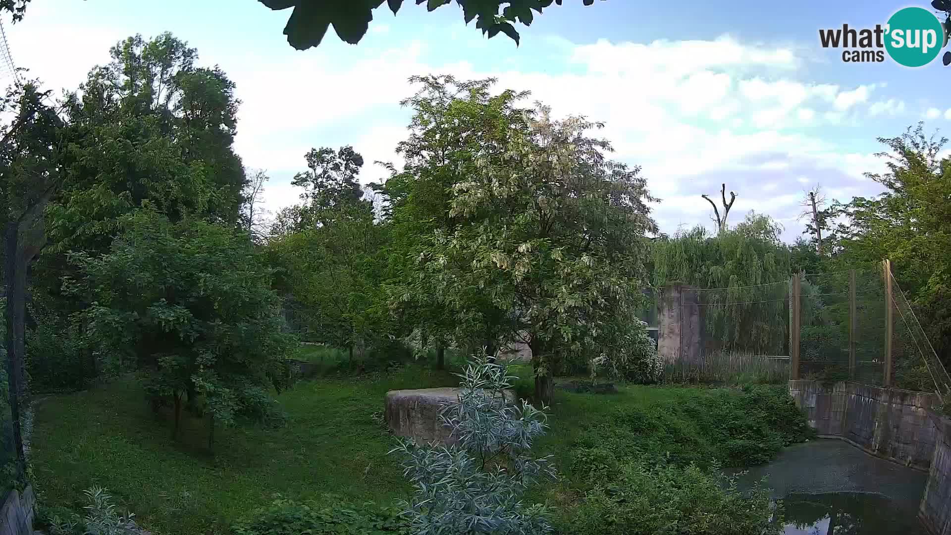 Zoo Zagreb – Lavovi