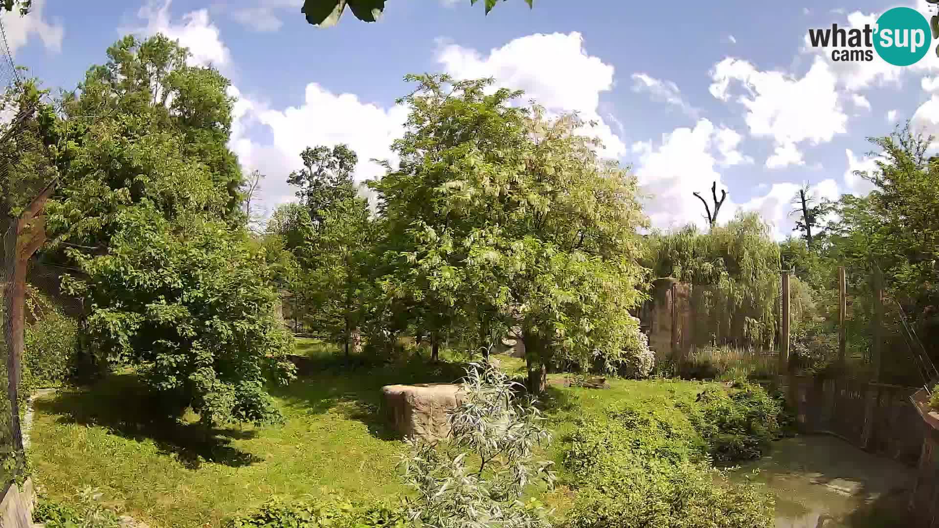 Zoo Zagreb – Leoni