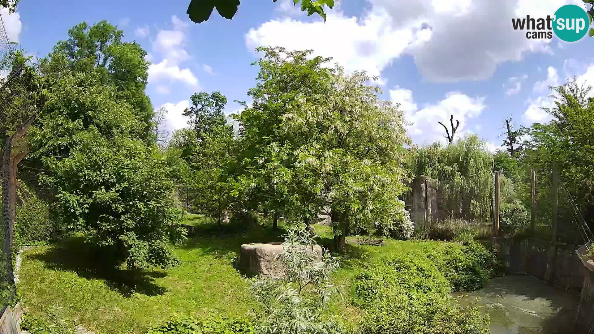 Zoo Zagreb – Lavovi