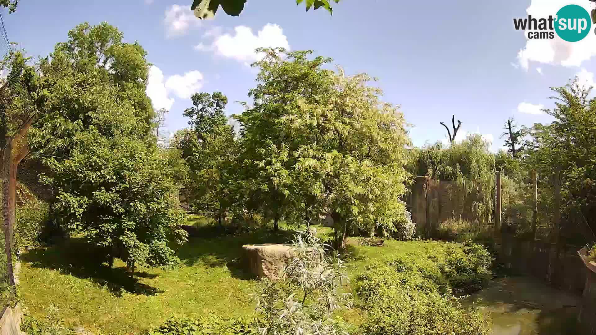 Zoo Zagreb – Lion